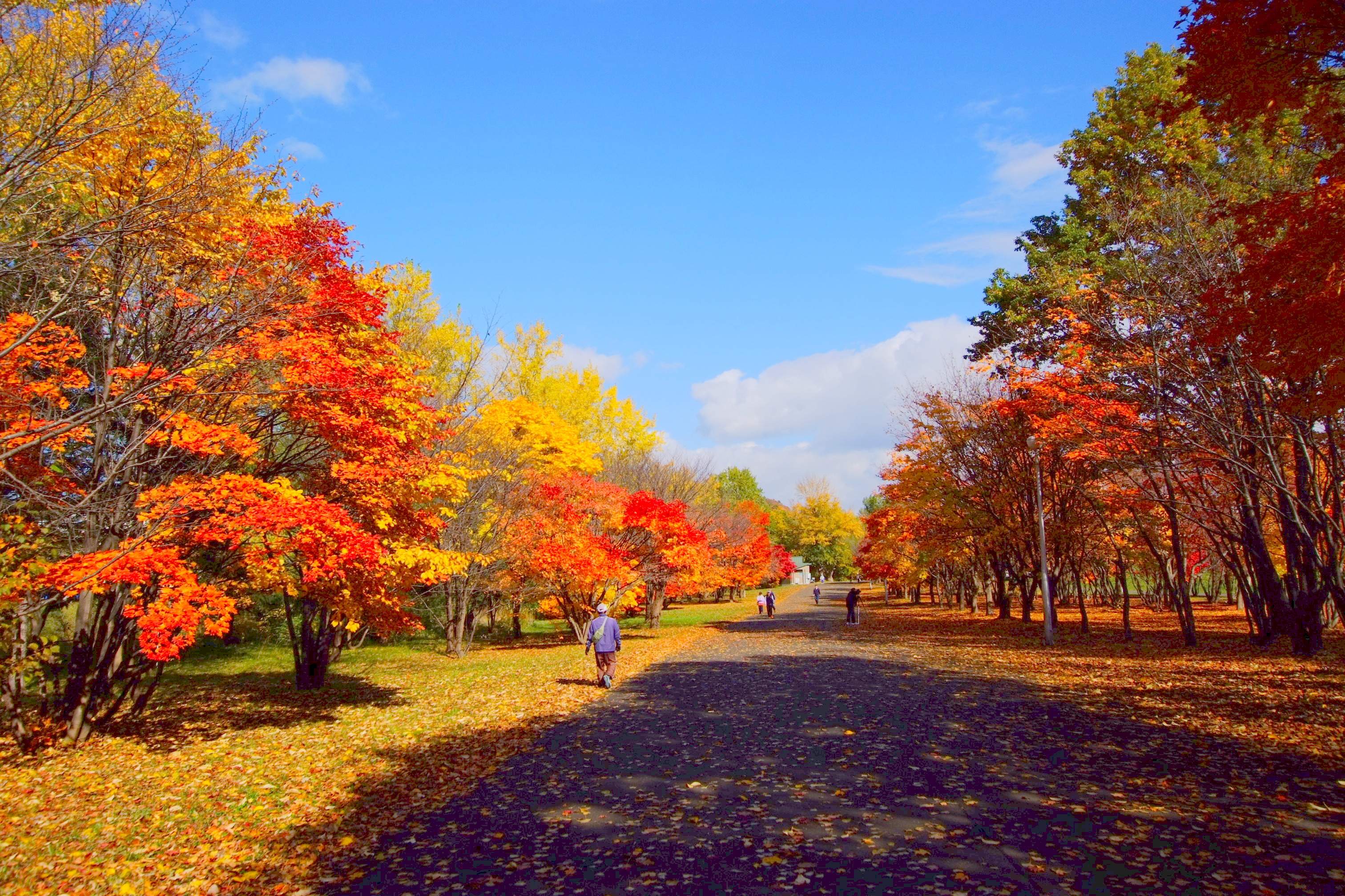 🏞️ 홋카이도립 마코마나이 공원 (北海道立真駒内公園) 이미지 7